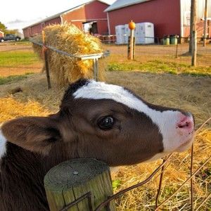 Meet your Posher, Joyce